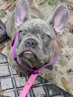 Sadie , a female French Bulldog for sale in Greenwood, FL – 2 of 10