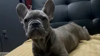 Sadie , a female French Bulldog for sale in Greenwood, FL – 6 of 10