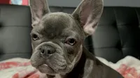 Charlotte, a female French Bulldog for sale in Greenwood, FL – 5 of 8