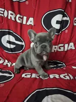 Charlotte, a female French Bulldog for sale in Greenwood, FL – 4 of 10