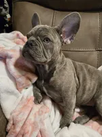 Sadie, a female French Bulldog for sale in Greenwood, FL – 9 of 10