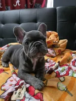Blu, a male French Bulldog for sale in Greenwood, FL – 2 of 10