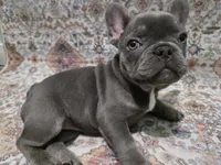 Charlotte, a female French Bulldog for sale in Greenwood, FL – 5 of 8