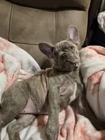 Sadie, a female French Bulldog for sale in Greenwood, FL – 4 of 10