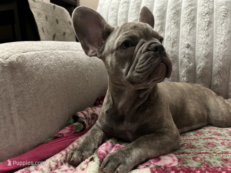 Sadie  – French Bulldog puppy for sale in Greenwood, FL