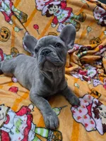 Sadie , a male French Bulldog for sale in Greenwood, FL – 4 of 8