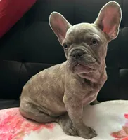 Sadie , a female French Bulldog for sale in Greenwood, FL – 2 of 5