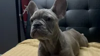 Sadie , a female French Bulldog for sale in Greenwood, FL – 4 of 10