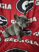 Charlotte, a female French Bulldog for sale in Greenwood, FL – 9 of 10