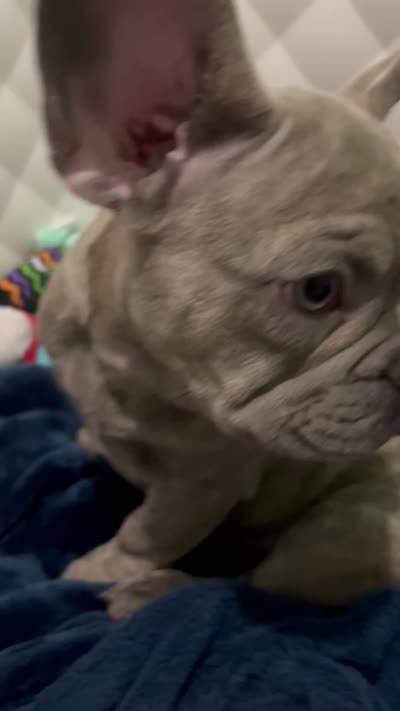 Sadie , a female French Bulldog for sale in Greenwood, FL – 10 of 10