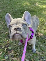 Sadie , a female French Bulldog for sale in Greenwood, FL – 3 of 10