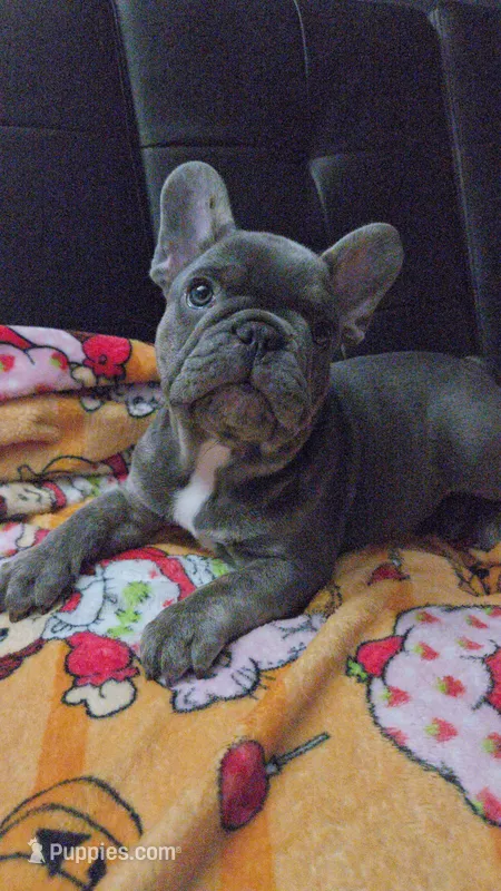 Blu – French Bulldog puppy for sale in Greenwood, FL
