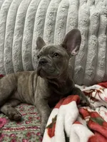 Sadie , a female French Bulldog for sale in Greenwood, FL – 9 of 10
