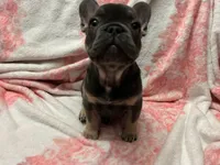 Yogi , a male French Bulldog for sale in Greenwood, FL – 4 of 7