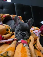 Blu, a male French Bulldog for sale in Greenwood, FL – 2 of 10