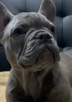Sadie , a female French Bulldog for sale in Greenwood, FL – 3 of 10