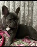 Charlotte, a female French Bulldog for sale in Greenwood, FL – 2 of 8