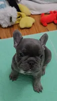 Blu, a male French Bulldog for sale in Greenwood, FL – 10 of 10