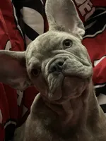 Sadie , a female French Bulldog for sale in Greenwood, FL – 5 of 10