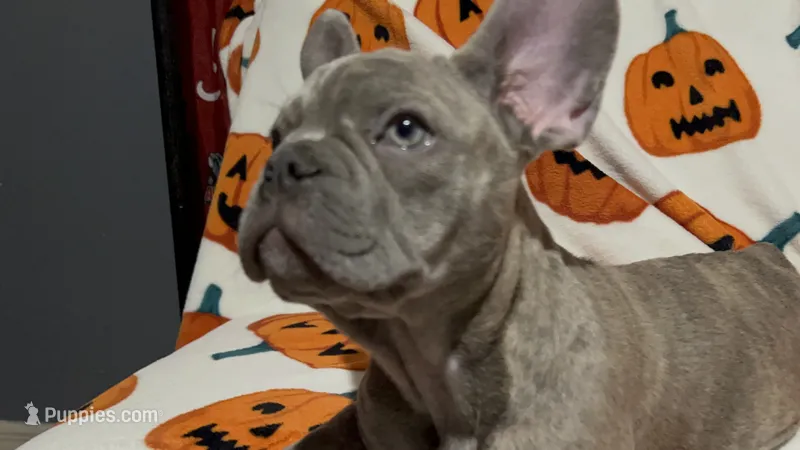 Sadie – French Bulldog puppy for sale in Greenwood, FL