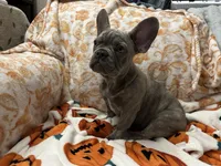 Sadie , a female French Bulldog for sale in Greenwood, FL – 9 of 10