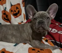 Sadie , a female French Bulldog for sale in Greenwood, FL – 3 of 8