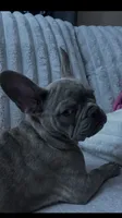 Sadie , a female French Bulldog for sale in Greenwood, FL – 4 of 10