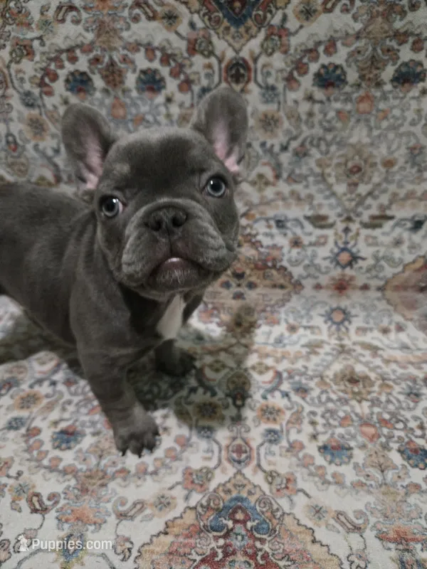 Charlotte – French Bulldog puppy for sale in Greenwood, FL