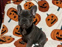 Charlotte, a female French Bulldog for sale in Greenwood, FL – 4 of 7