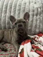 Sadie , a female French Bulldog for sale in Greenwood, FL – 10 of 10