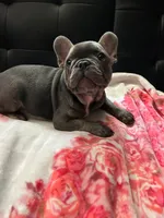 Blu , a male French Bulldog for sale in Greenwood, FL – 5 of 5
