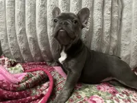 Charlotte, a female French Bulldog for sale in Greenwood, FL – 4 of 8