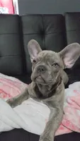 Sadie, a female French Bulldog for sale in Greenwood, FL – 7 of 8