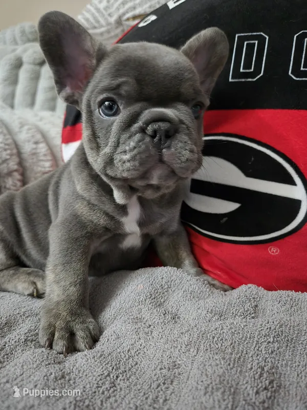 Blu – French Bulldog puppy for sale in Greenwood, FL