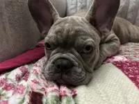 Sadie , a female French Bulldog for sale in Greenwood, FL – 2 of 8
