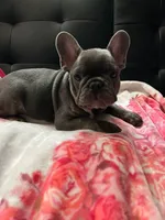 Blu , a male French Bulldog for sale in Greenwood, FL – 3 of 5