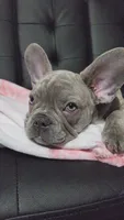 Sadie, a female French Bulldog for sale in Greenwood, FL – 8 of 8