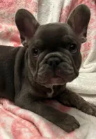 Blu, a male French Bulldog for sale in Greenwood, FL – 4 of 7