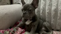 Charlotte, a female French Bulldog for sale in Greenwood, FL – 7 of 9