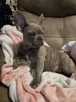 Sadie, a female French Bulldog for sale in Greenwood, FL – 8 of 10