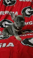 Yogi, a male French Bulldog for sale in Greenwood, FL – 7 of 10