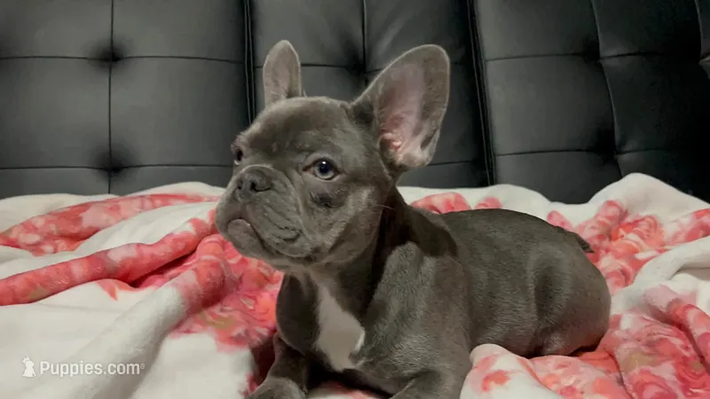 Charlotte – French Bulldog puppy for sale in Greenwood, FL