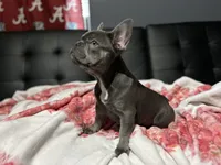 Charlotte, a female French Bulldog for sale in Greenwood, FL – 2 of 8