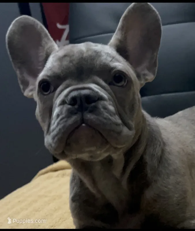 Sadie  – French Bulldog puppy for sale in Greenwood, FL