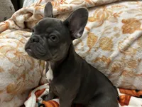 Charlotte, a female French Bulldog for sale in Greenwood, FL – 8 of 8