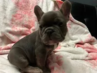 Blu, a male French Bulldog for sale in Greenwood, FL – 3 of 7