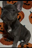 Charlotte, a female French Bulldog for sale in Greenwood, FL – 2 of 7