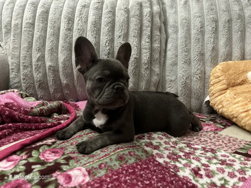 Charlotte – French Bulldog puppy for sale in Greenwood, FL