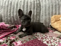 Charlotte, a female French Bulldog for sale in Greenwood, FL – 1 of 8