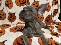 Sadie, a female French Bulldog for sale in Greenwood, FL – 2 of 8